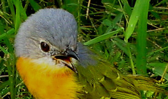 Orange Brown Bush Shrike Orange Brown Bush Shrike